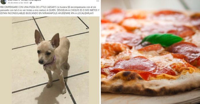 Idosa oferece pizza como recompensa para quem encontrar seu chihuahua perdido: “Se eu tivesse dinheiro eu oferecia”