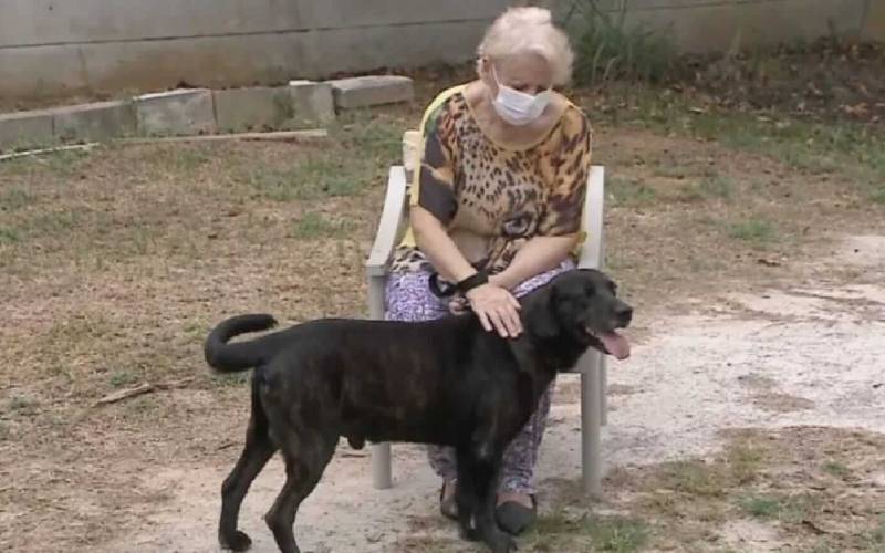asomadetodosafetos.com - Cãozinho não resiste à saudade e se muda para asilo para morar com sua tutora