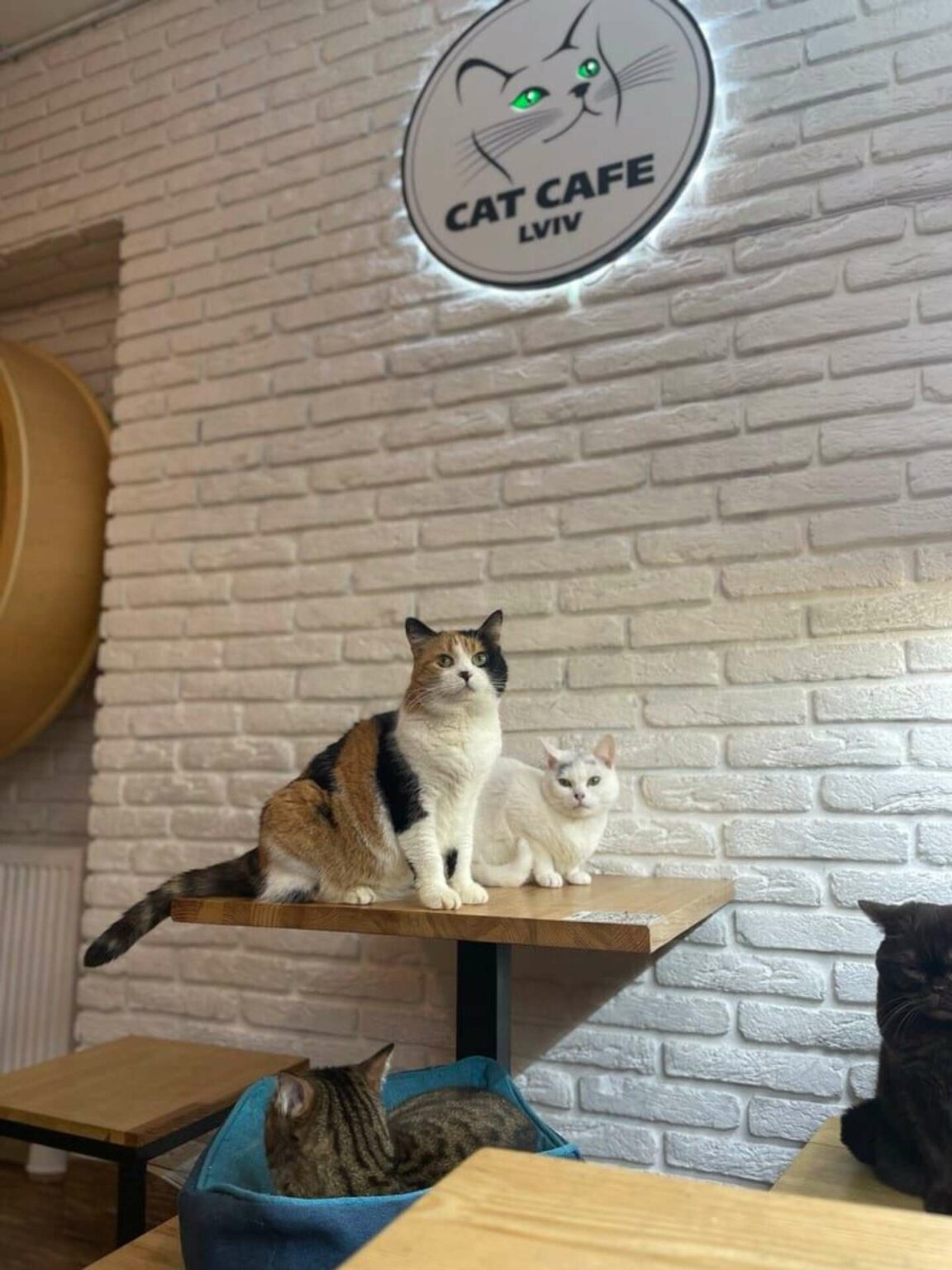 asomadetodosafetos.com - Ucraniano mantém seu 'Cat Cafe' aberto para cuidar dos animais e acolher refugiados