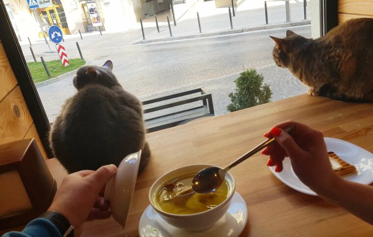 asomadetodosafetos.com - Ucraniano mantém seu 'Cat Cafe' aberto para cuidar dos animais e acolher refugiados