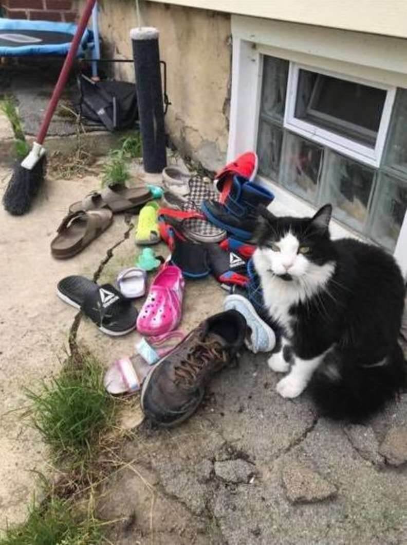 asomadetodosafetos.com - Gato sai escondido durante a madrugada e 'rouba' sapatos da vizinhança. Veja vídeo!