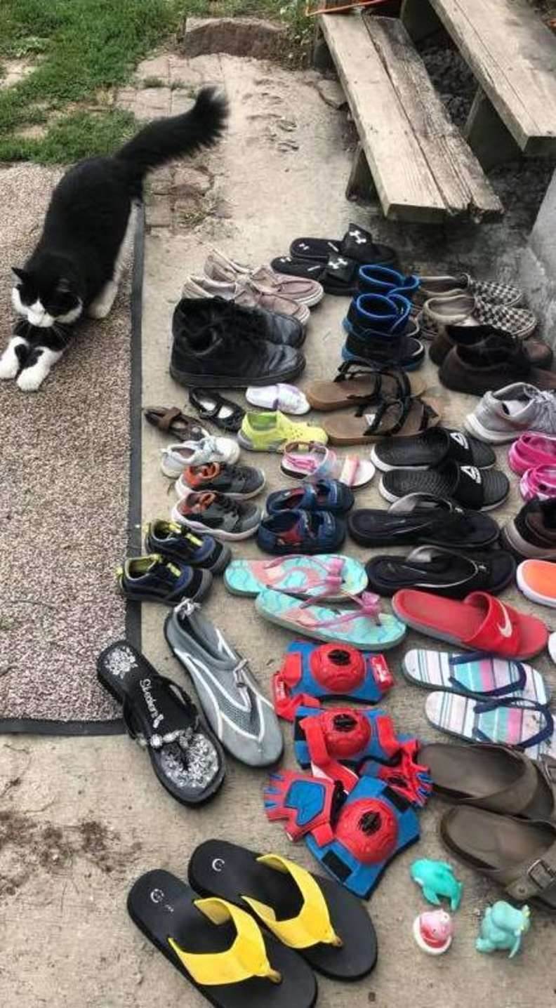 asomadetodosafetos.com - Gato sai escondido durante a madrugada e 'rouba' sapatos da vizinhança. Veja vídeo!