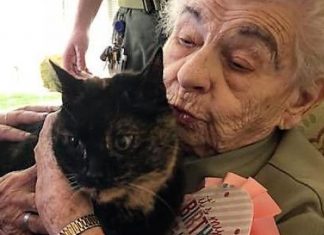 Casa de repouso realiza sonho de idosa de 103 anos presenteando-a com gatinha. Veja fotos!