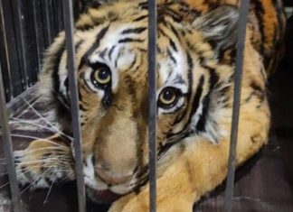 Tigresa criada em apartamento comendo ração de gato em Kiev é levada para santuário
