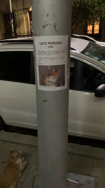 asomadetodosafetos.com - Gato é encontrado ao lado de anúncio sobre o seu desaparecimento. Assista!