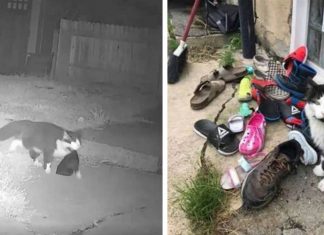 Gato sai escondido durante a madrugada e ‘rouba’ sapatos da vizinhança. Veja vídeo!