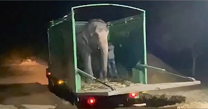 Após uma vida sendo maltratado, elefante cego é solto em reserva. Assista!