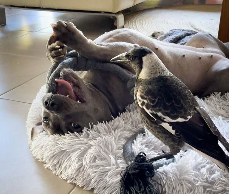 asomadetodosafetos.com - Depois de ser adotada por uma pitbull, ave aprende a latir e se comunica com ela