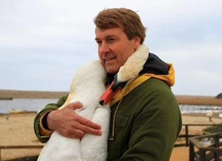 Cisne que foi encontrado ferido retribui seu salvador com um abraço emocionante