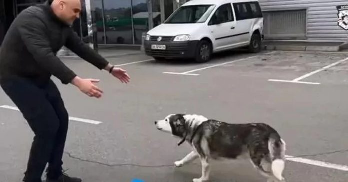 Cachorrinha perdida na Ucrânia reencontra seu tutor e momento é filmado. Comovente!