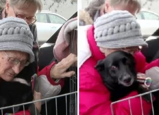 Idosa fugitiva da Ucrânia não contém as lágrimas ao reencontrar sua cachorrinha