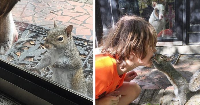 Há 8 anos, esquilo bate na janela de uma casa de família para fazer visitas diárias