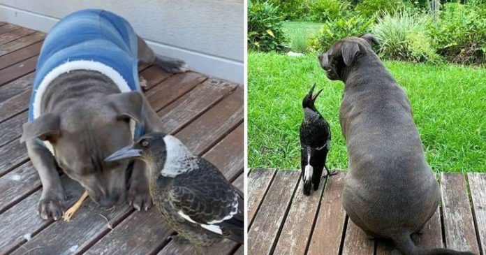 Depois de ser adotada por uma pitbull, ave aprende a latir e se comunica com ela