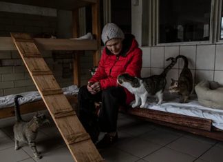 Em meio à guerra, idosa de 77 anos protege centenas de cães e gatos: “Meu lugar é aqui”