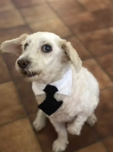 asomadetodosafetos.com - Cãozinho ganha gravata de sua tutora e não para de se olhar no espelho. Veja o vídeo!