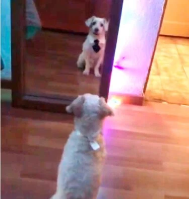 asomadetodosafetos.com - Cãozinho ganha gravata de sua tutora e não para de se olhar no espelho. Veja o vídeo!