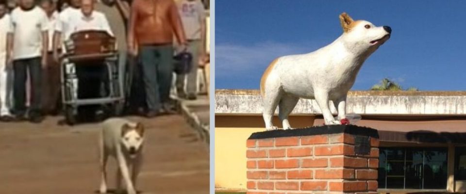 asomadetodosafetos.com - Morre cadelinha que acompanhava velórios e estátua é feita em sua homenagem