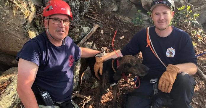 Cãozinho que sofreu queda de 10 metros em caverna é resgatado por bombeiros sem ferimentos