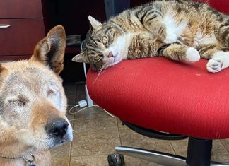 Cãozinho cego e seu amigo “gato guia” são adotados juntos de abrigo