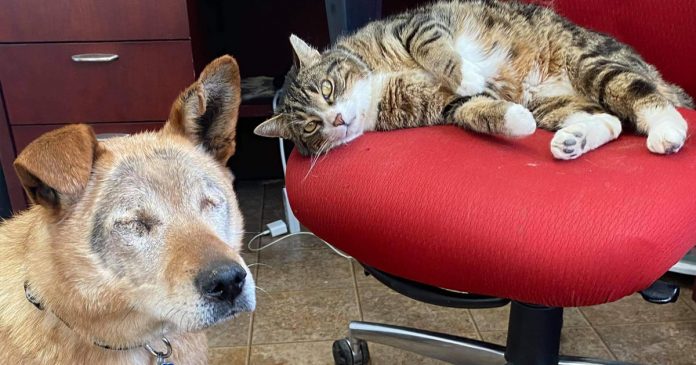 Cãozinho cego e seu amigo “gato guia” são adotados juntos de abrigo