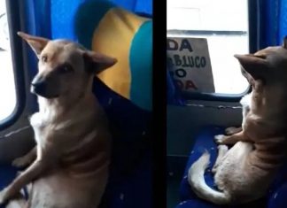 Cãozinho entra em ônibus e senta como se fosse um passageiro. Assista!