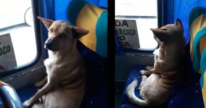 Cãozinho entra em ônibus e senta como se fosse um passageiro. Assista!