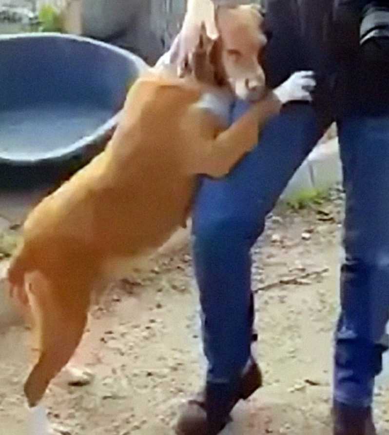 asomadetodosafetos.com - Jornalista não resiste à cãozinho que o abraçou em reportagem e o adota.