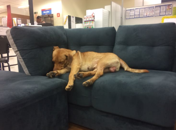 asomadetodosafetos.com - Cãozinho que frequentava Casa Bahia para deitar no sofá é adotado por funcionário