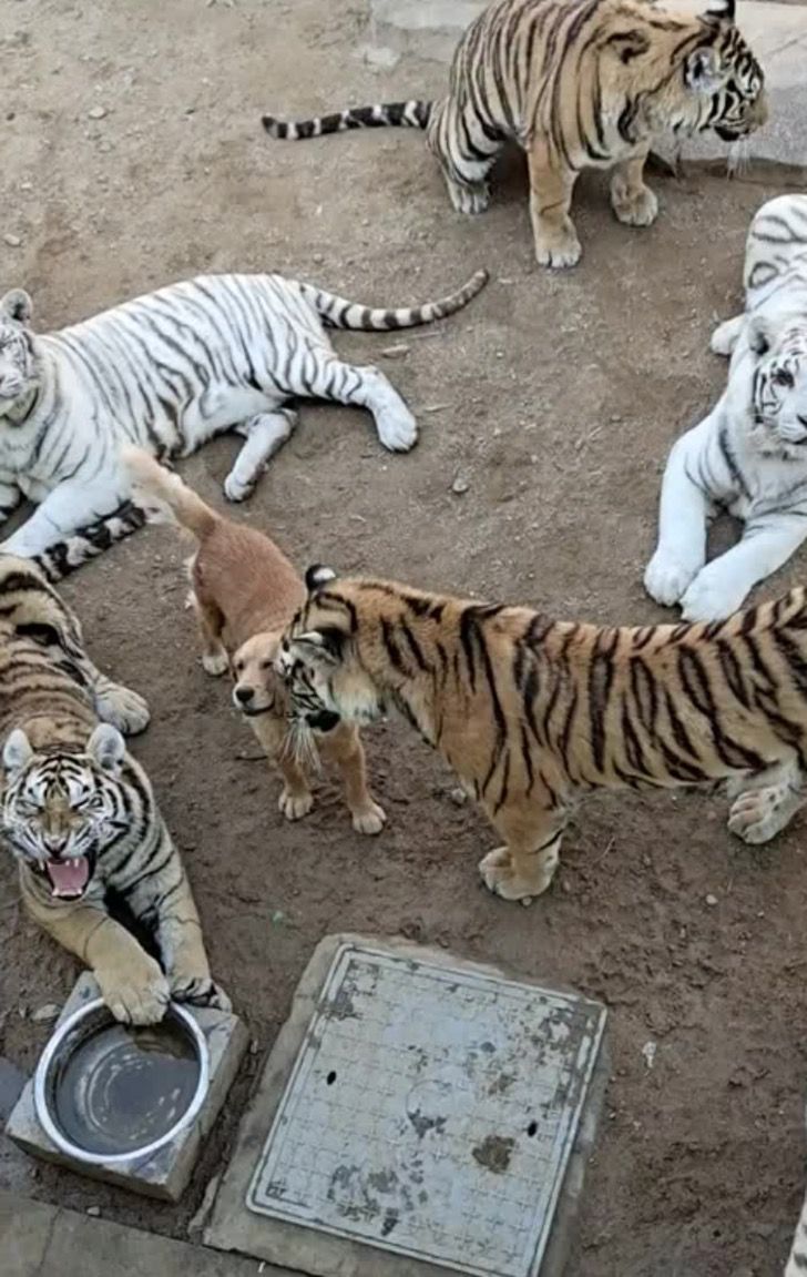 asomadetodosafetos.com - Golden retriever vive com tigres em zoológico como se fossem sua família. Assista!