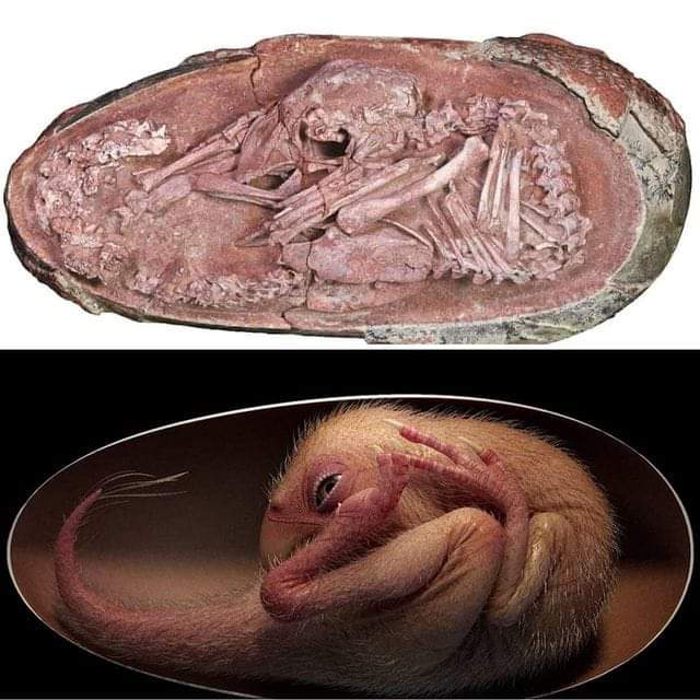 asomadetodosafetos.com - Veja foto de embrião de dinossauro super preservado encontrado na China