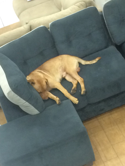 asomadetodosafetos.com - Cãozinho que frequentava Casa Bahia para deitar no sofá é adotado por funcionário