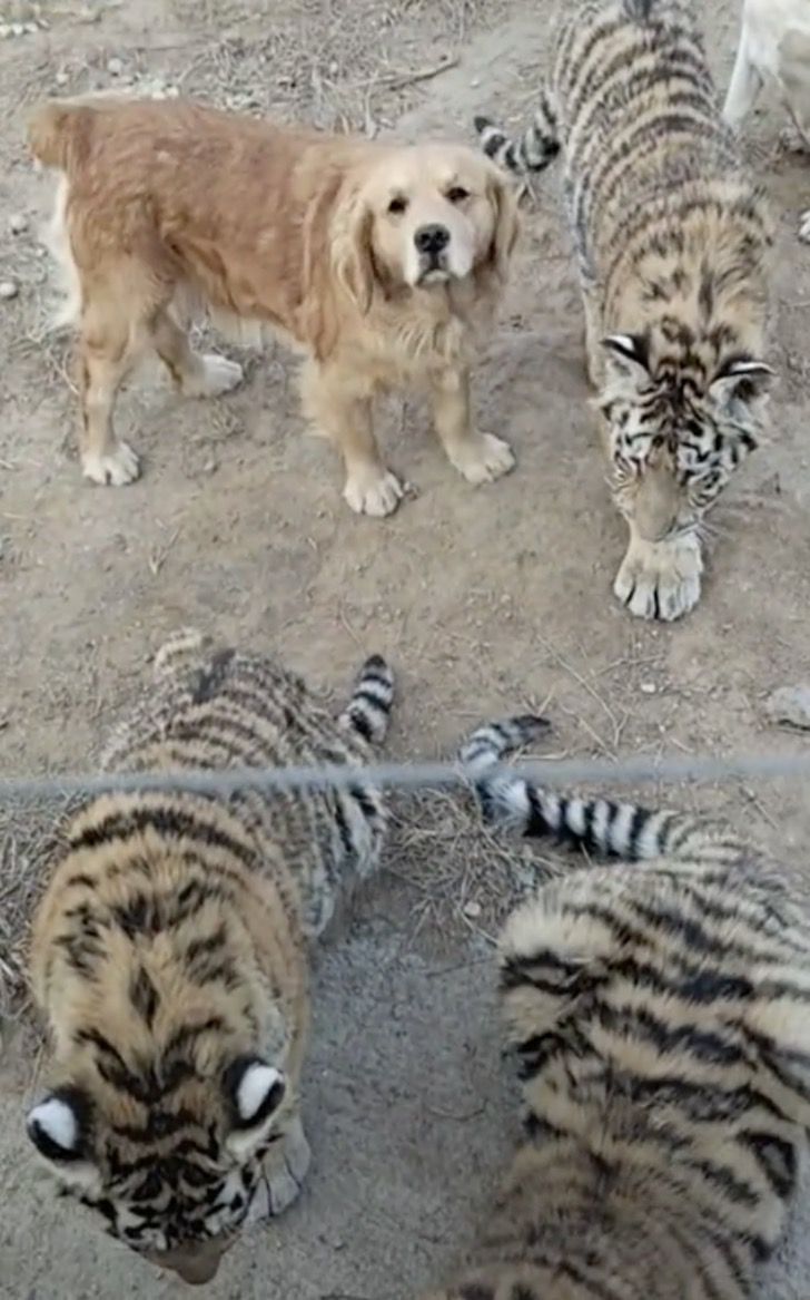 asomadetodosafetos.com - Golden retriever vive com tigres em zoológico como se fossem sua família. Assista!