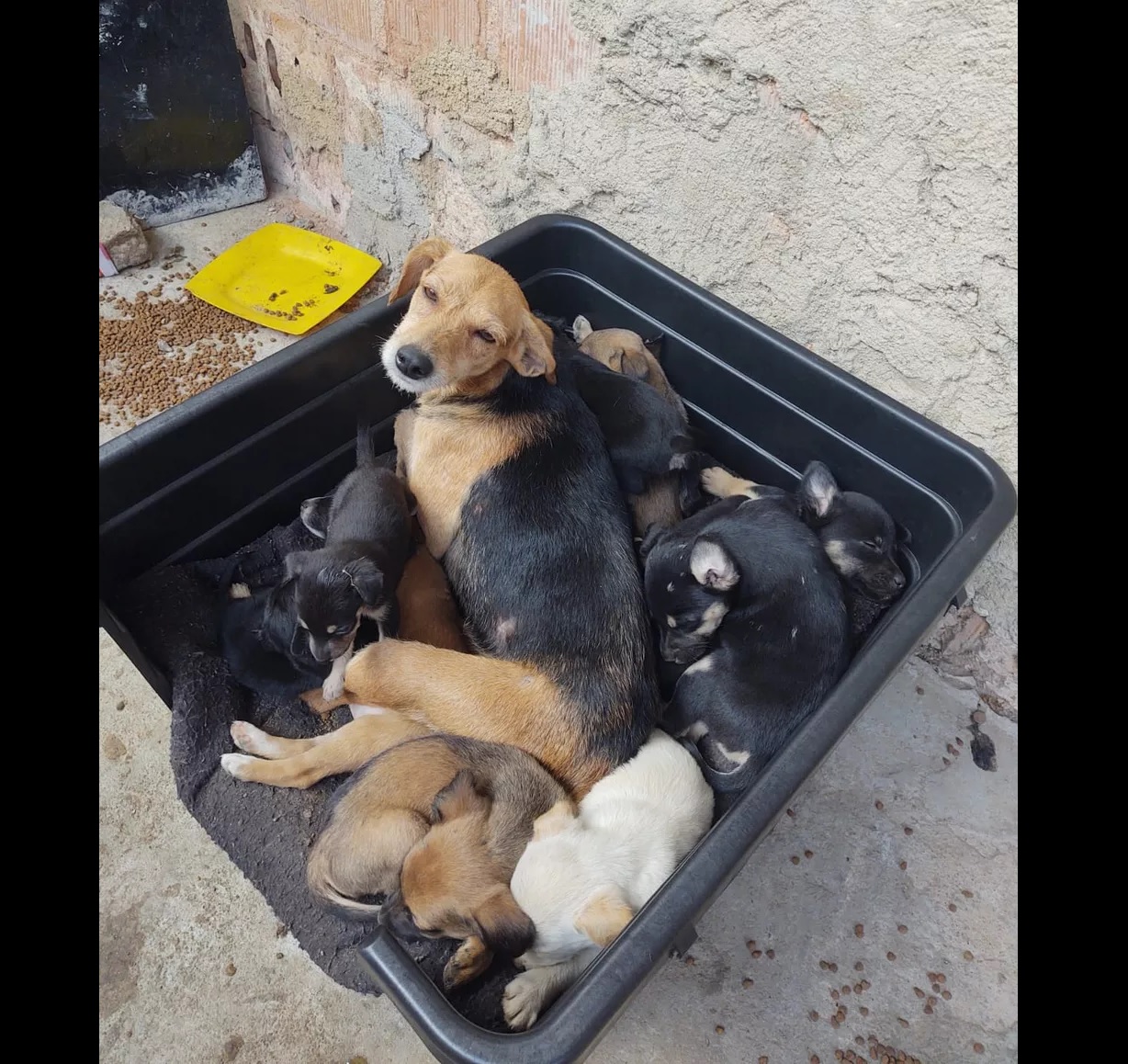 asomadetodosafetos.com - 20 cães e gatos são vítimas de incêndio em casa de homem que resgata animais