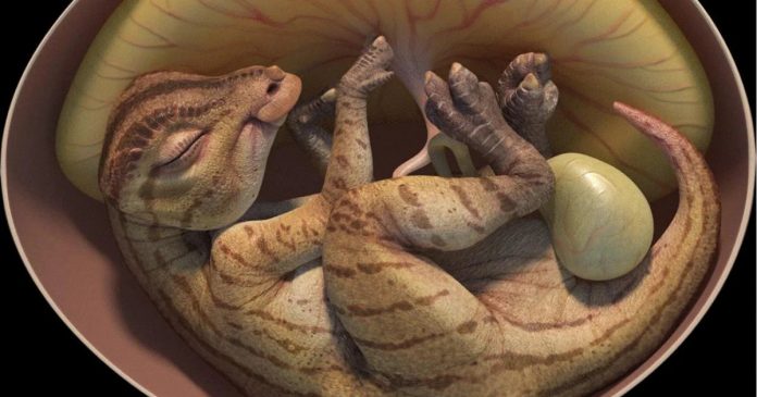 Veja foto de embrião de dinossauro super preservado encontrado na China