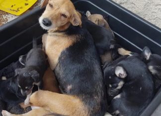 20 cães e gatos são vítimas de incêndio em casa de homem que resgata animais