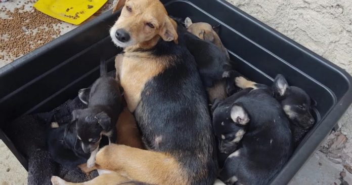 20 cães e gatos são vítimas de incêndio em casa de homem que resgata animais