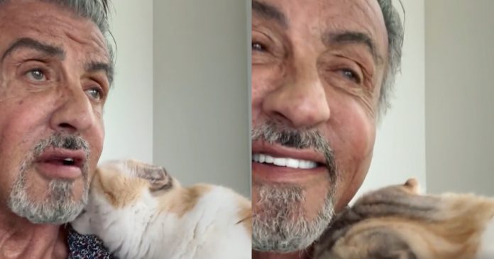 Sylvester Stallone conquista a internet com vídeo junto de sua gatinha. Assista!