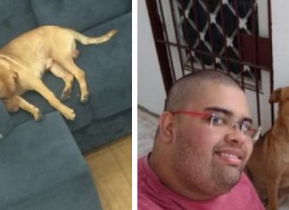Cãozinho que frequentava Casa Bahia para deitar no sofá é adotado por funcionário