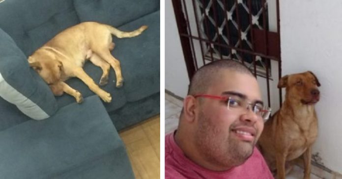 Cãozinho que frequentava Casa Bahia para deitar no sofá é adotado por funcionário