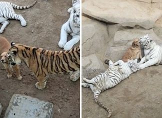 Golden retriever vive com tigres em zoológico como se fossem sua família. Assista!