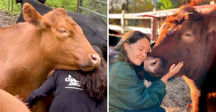 VÍDEO: Vaca resgatada de matadouro dorme no colo de seus salvadores