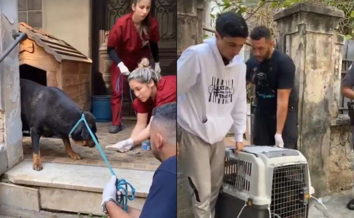 asomadetodosafetos.com - Luisa Mell faz resgate de cães deixados por "mulher da casa abandonada"