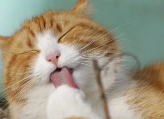 5 coisas que os gatos podem sentir e nós não