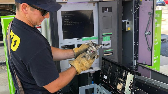 Bombeiros salvam gatinho preso em caixa eletrônico e ele foi batizado como “Dinheiro”.