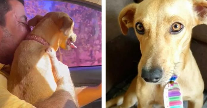 VÍDEO: Tutor chora e comemora com churrasco depois de reencontrar seu cãozinho
