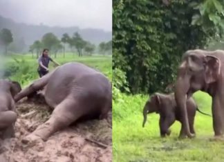 Elefante passa mal após filhote cair em buraco na Tailândia. Ela desmaiou.