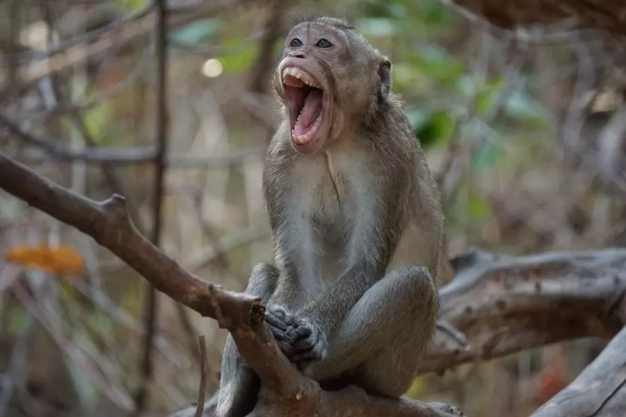 asomadetodosafetos.com - Bebê de quatro meses é sequestrado por macacos e jogado de prédio de três andares