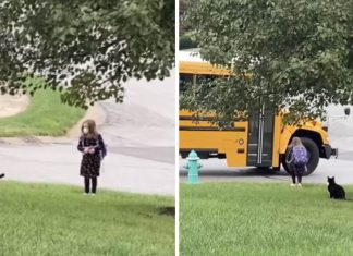 VÍDEO: Gatinho acompanha sua tutora todos os dias até o ônibus da escola