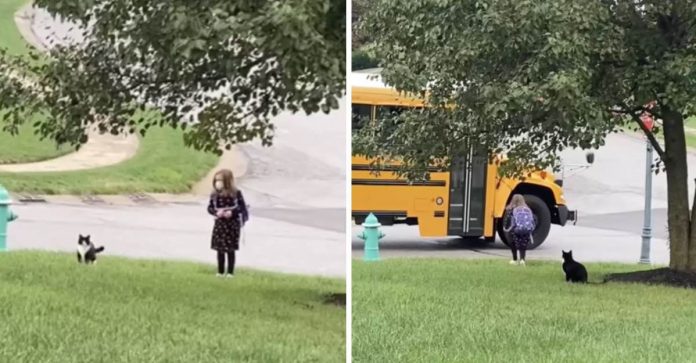 VÍDEO: Gatinho acompanha sua tutora todos os dias até o ônibus da escola