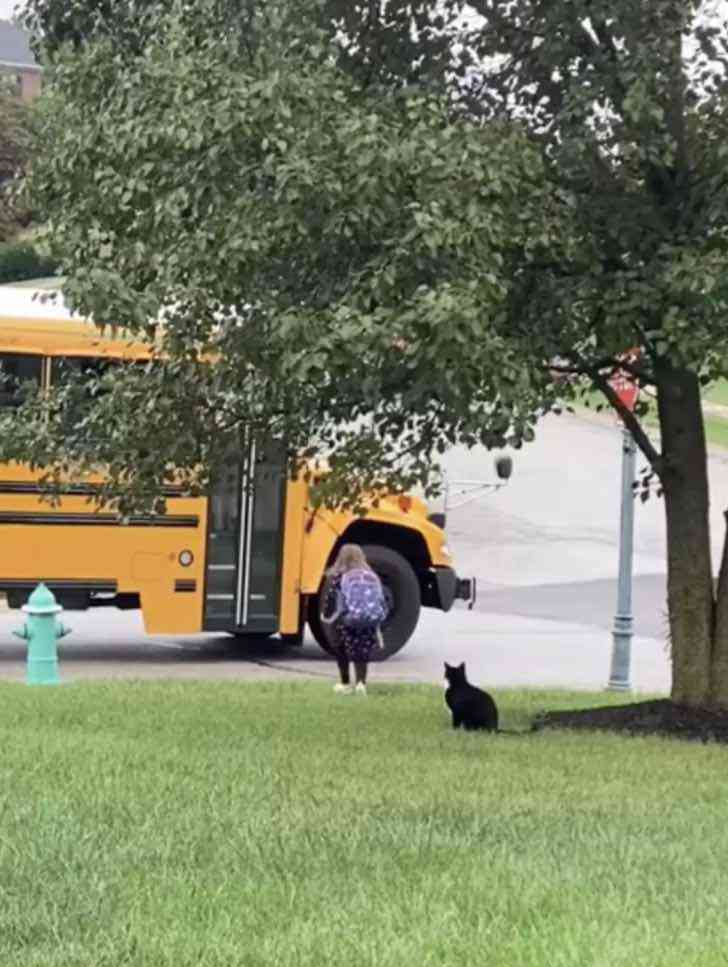 asomadetodosafetos.com - VÍDEO: Gatinho acompanha sua tutora todos os dias até o ônibus da escola
